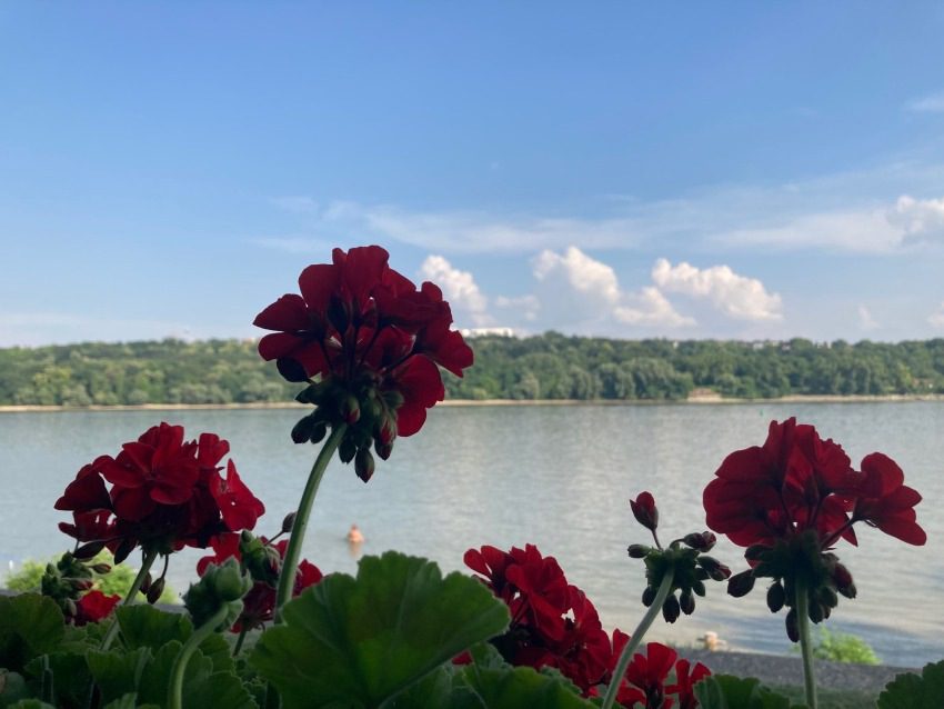 Dunavac cveće pogled