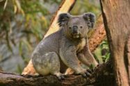 koale seča drveća australija