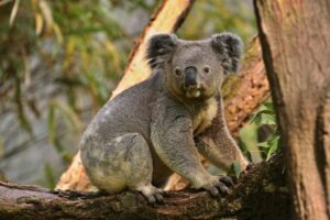 koale seča drveća australija
