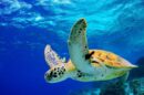 morska kornjaca