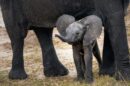 slonovi-sahranjuju-svoje-mladunce