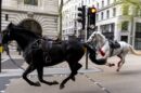 konji london