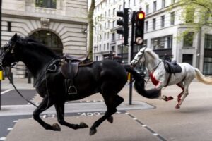 konji london