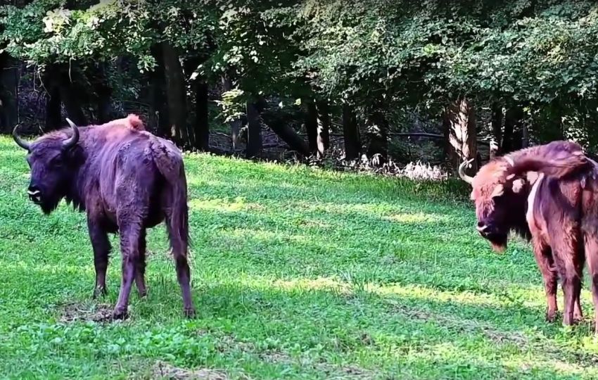 bizoni fruška gora