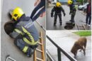 akcija spasavanja pas žujka vatrogasci petrovaradin