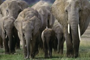 krdo slonova