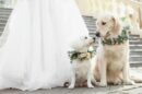 pseća venčanja kina