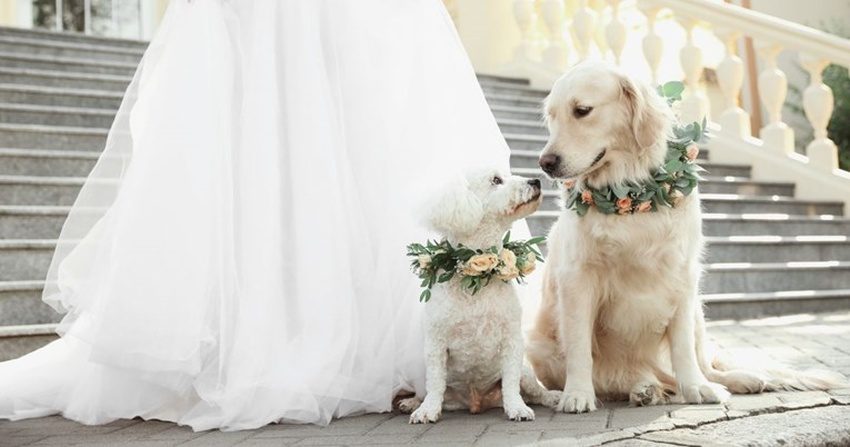 pseća venčanja kina