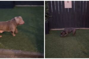 psi preseljenje kuća sa dvorištem