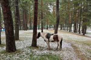 konj zlatibor šuma nevreme