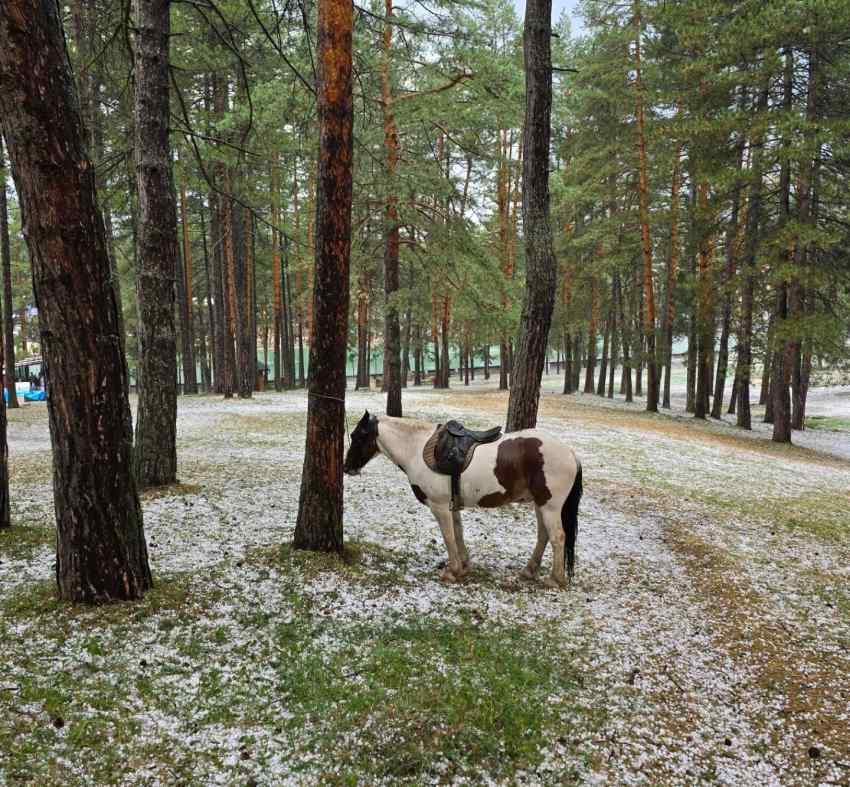 konj zlatibor šuma nevreme