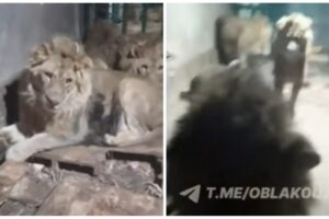 čuvar zoo vrta lavovi smrt uzbekistan