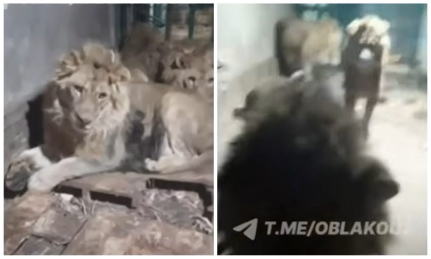 čuvar zoo vrta lavovi smrt uzbekistan