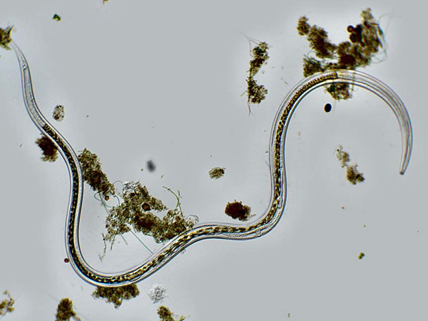 Nematode u vodi