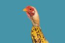 chicken banana