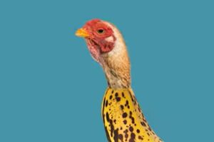 chicken banana