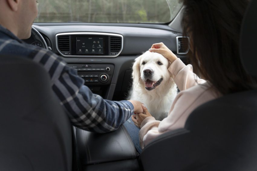 pet friendly taxi u novom sadu