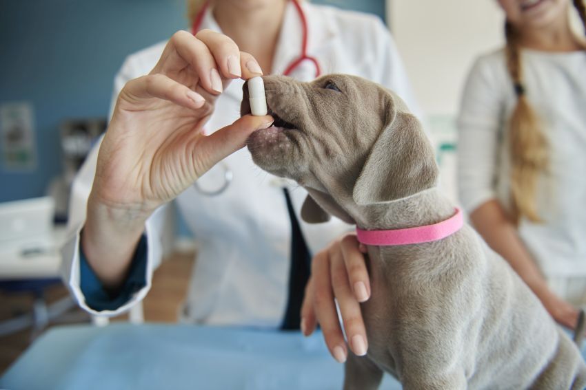 Veterinar Novi Sad – stručni pregled psa u veterinarskoj ordinaciji