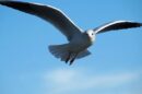 galeb