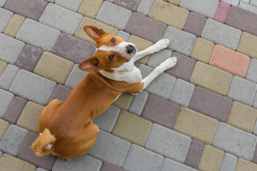 basenji