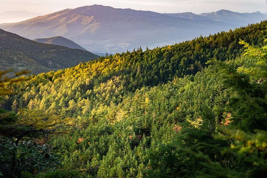 planina šuma