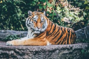 zoo vrt donacije neželjenih ljubiaca hrana za predatore danska