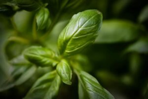 origano