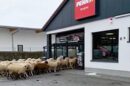 ovce supermarket