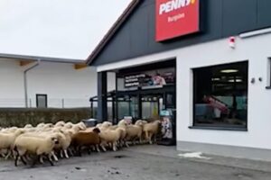 ovce supermarket