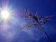 sunce leto