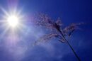 sunce leto