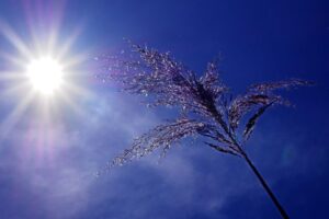 sunce leto