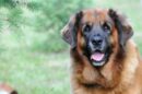 pas leonberger