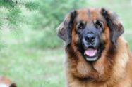 pas leonberger