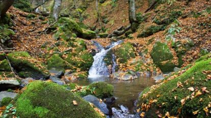 šuma